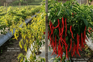 Virus Gemini Pada Cabai Bukan Masalah Bagi Juwara Tavi