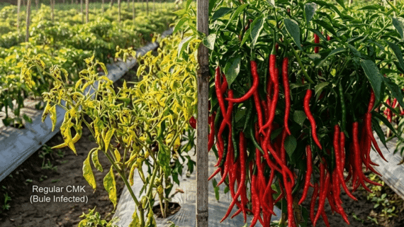 Virus Gemini Pada Cabai Bukan Masalah Bagi Juwara Tavi