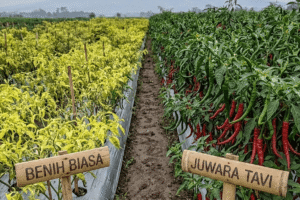  Virus Gemini Pada Cabai Juwara Tavi Benih Spesialis Tahan