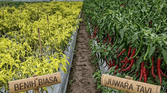  Virus Gemini Pada Cabai Juwara Tavi Benih Spesialis Tahan