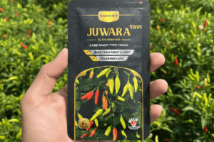 Benih Cabe Rawit Unggul Tahan Penyakit Juwara Tavi: Solusi Tuntas Patek