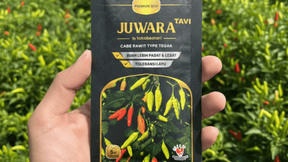 Benih Cabe Rawit Unggul Tahan Penyakit Juwara Tavi: Solusi Tuntas Patek