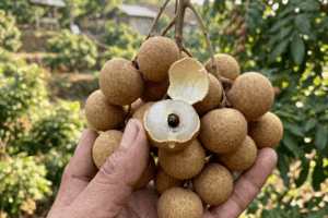 Booster Kelengkeng: Cara Membuahkan Kilat Luar Musim Pakai Ritrina
