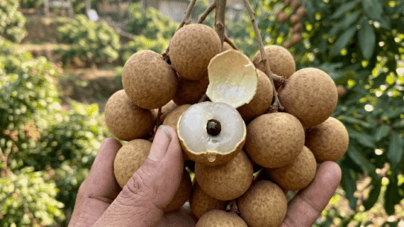 Booster Kelengkeng: Cara Membuahkan Kilat Luar Musim Pakai Ritrina
