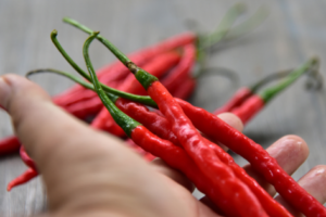 Cabai Merah Keriting Juwara Tavi Hasil Panen Tonase Tinggi