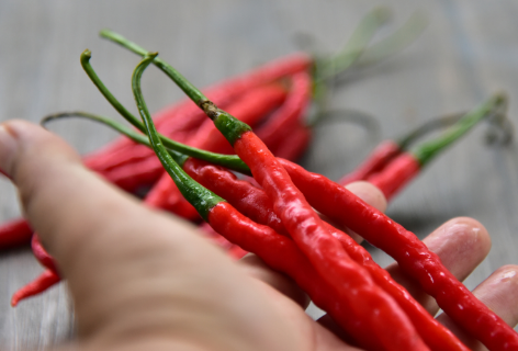 Cabai Merah Keriting Juwara Tavi Hasil Panen Tonase Tinggi