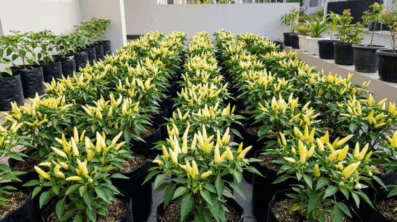 Cabe Rawit Putih Juwara Tavi Peluang Bisnis Lahan Sempit