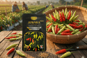 Cara Atasi Virus Gemini Pada Cabai Benih Juwara Tavi Juaranya