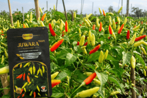Cara Budidaya Cabe Rawit Juwara Tavi Agar Panen Maksimal