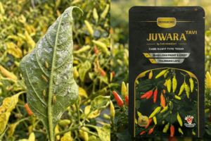 Cegah Hama Thrips Cabai Rawit Pakai Benih Juwara Tavi