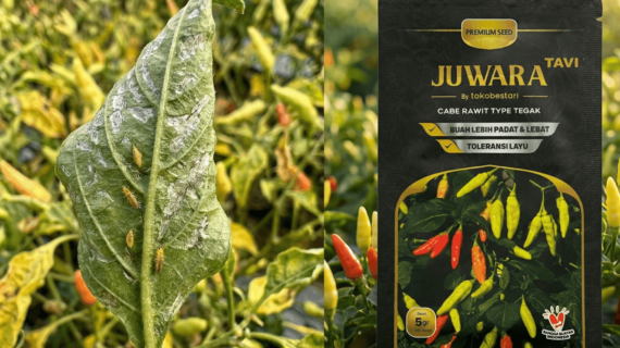 Cegah Hama Thrips Cabai Rawit Pakai Benih Juwara Tavi