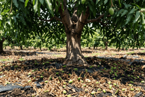 Fotosintesis Daun Optimal Berkat Boron Ritrina Cegah Buah Gugur