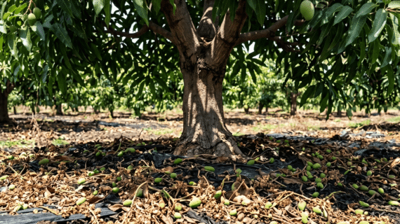 Fotosintesis Daun Optimal Berkat Boron Ritrina Cegah Buah Gugur
