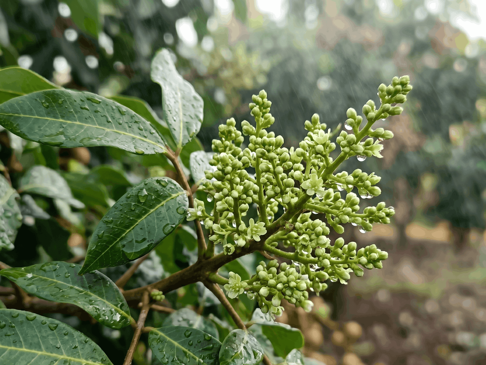 Memaksimalkan Pupuk Buah Ritrina pada Kelengkeng