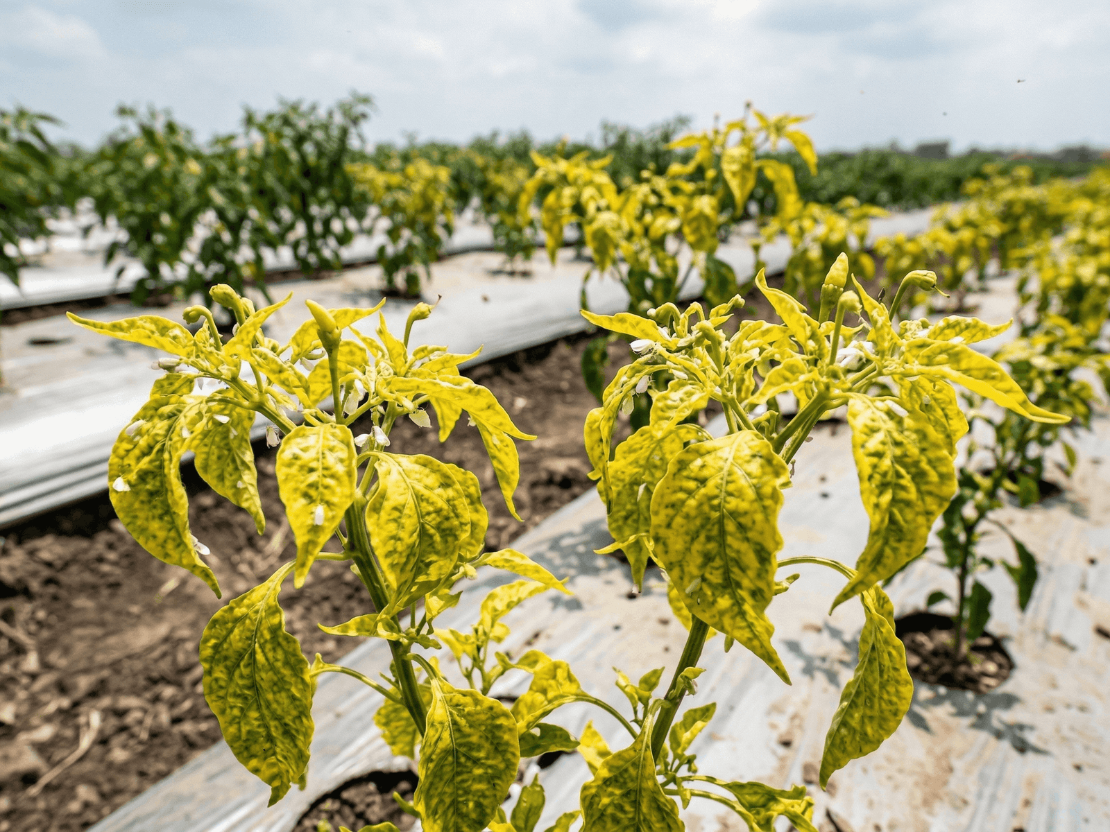 Penyebab Utama Daun Kuning Akibat Virus Gemini Pada Cabai