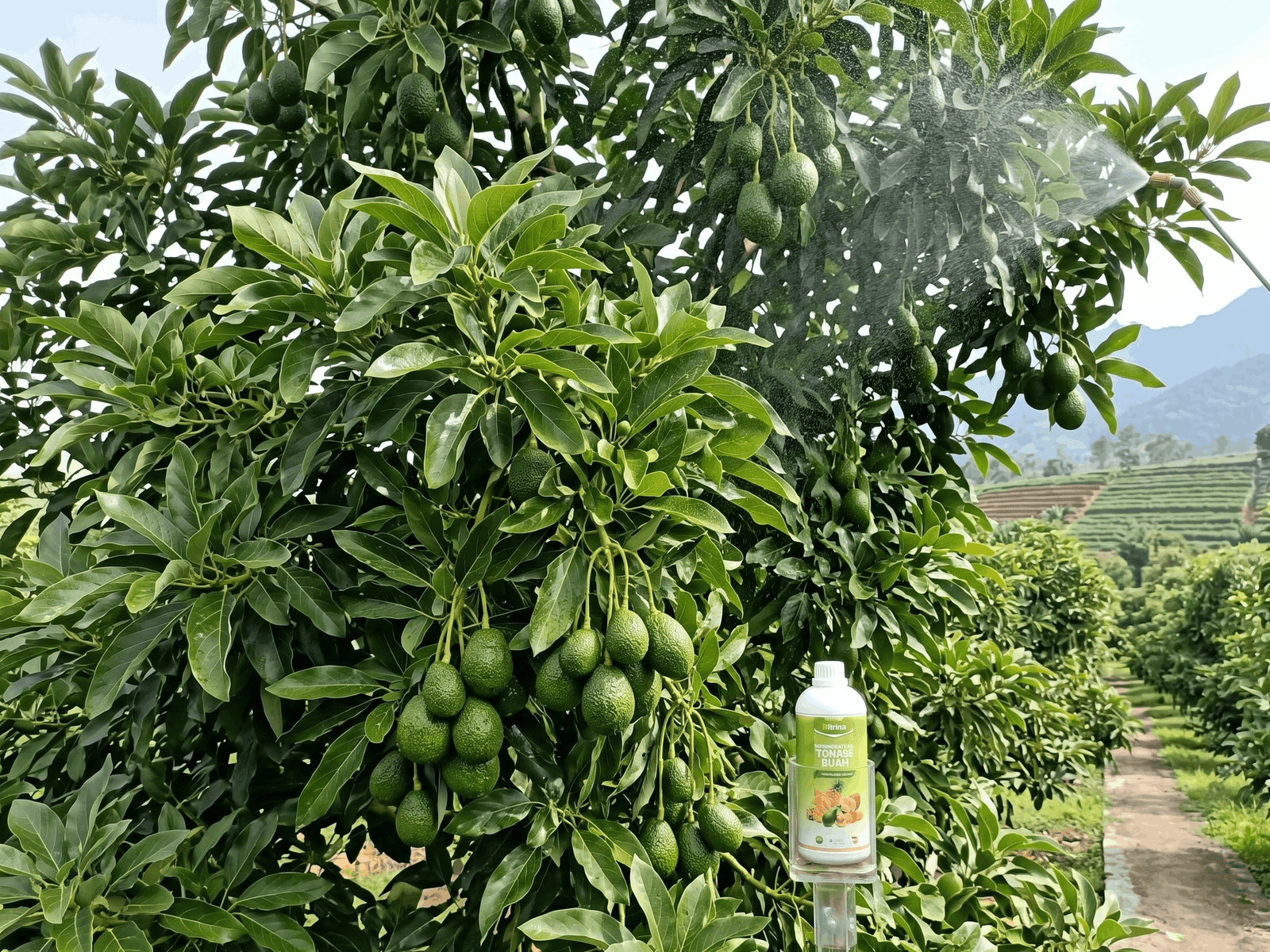 Ritrina Adalah Booster Buah Terbaik untuk Petani Professional (1)