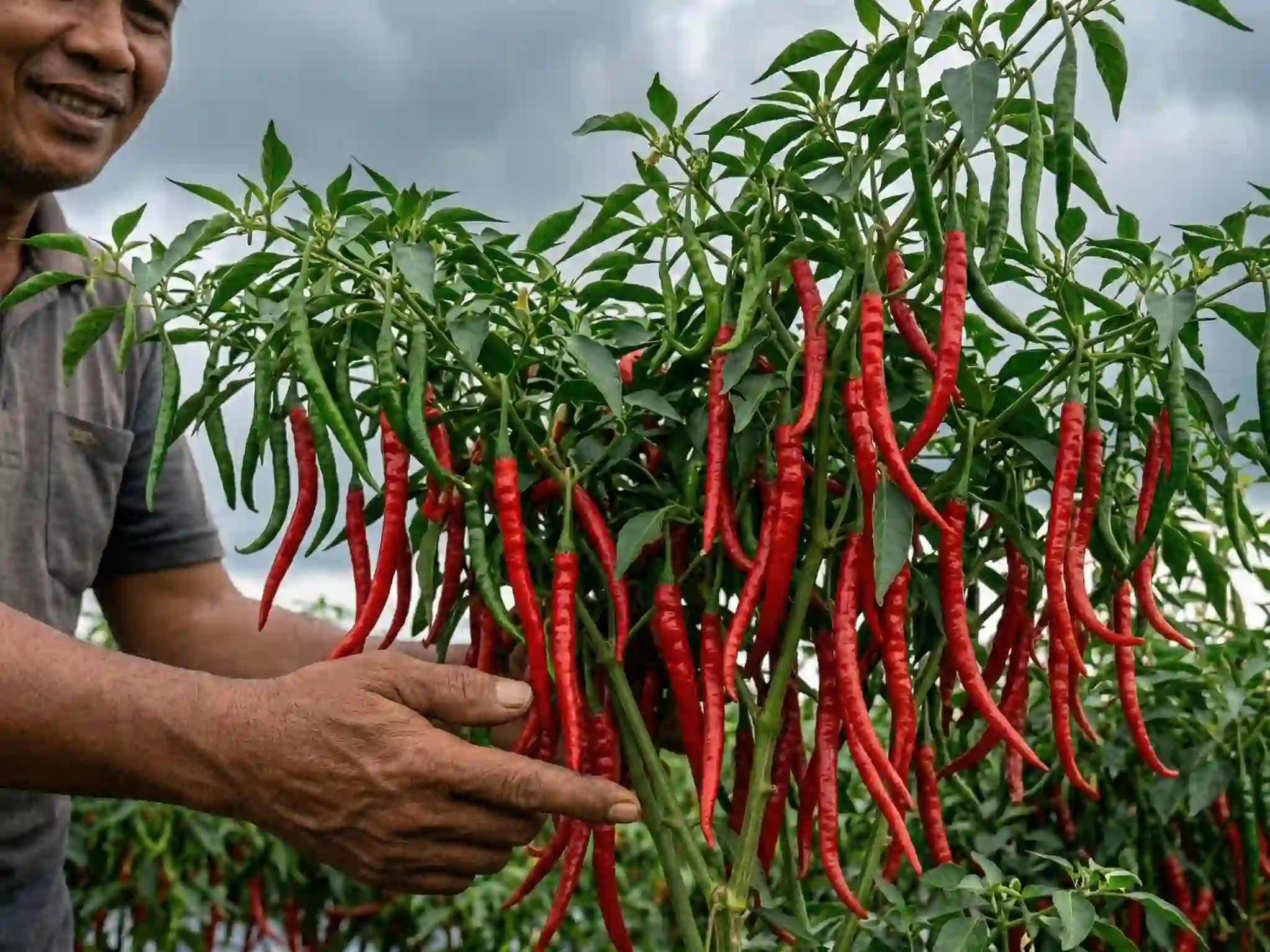 Saatnya Menjadi Petani Cabai Merah yang Berjaya Dengan Benih Juwara Tavi
