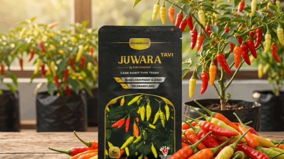 Semai Cabe Juwara Tavi Anti Gagal Daya Tumbuh Pasti Tinggi