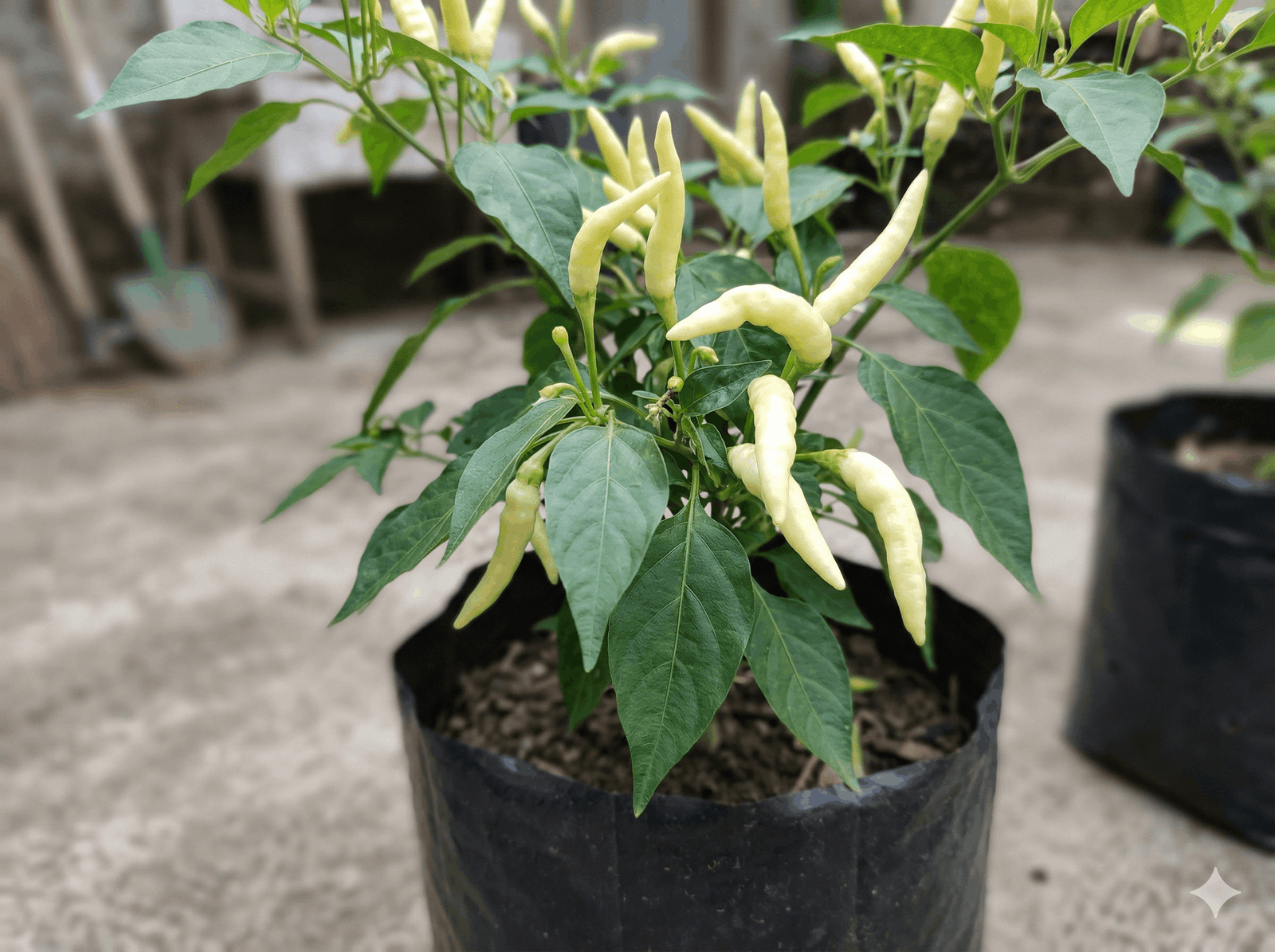 Strategi Cuan Maksimal Budidaya Cabe Rawit Putih di Lahan Sempit