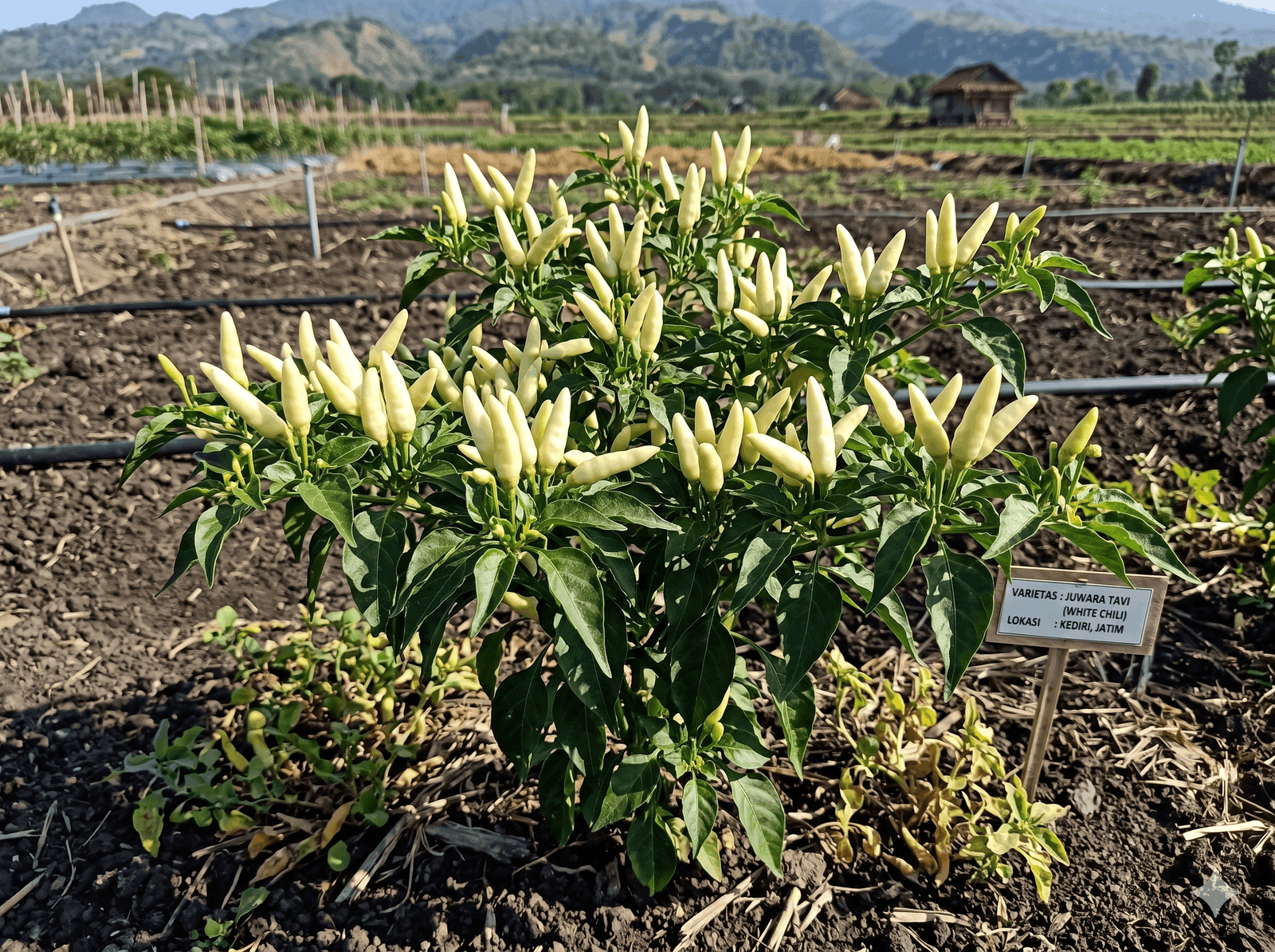 Teknik Menanam Cabe Rawit Agar Berbuah Lebat Non Stop